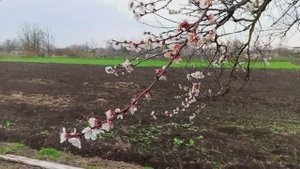 Весна в Краснодарском крае. Зацвел абрикос. Переезд на юг.