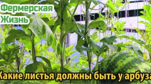 Какие листья должны быть у арбуза