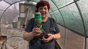 Ранний посев зелени в теплицу!! Улучшаю плодородие почвы!!