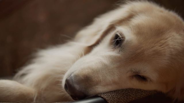 Nocturne Op. 9 No. 2  BMPCC 4K ProRes 422 HQ 1080p