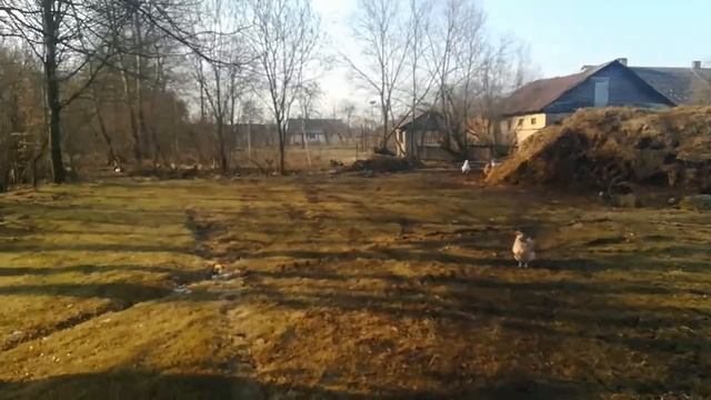 навоз по цене золото смотреть онлайн