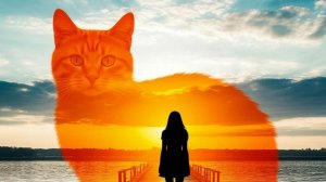 Классное видео о рыжем коте-145 выпуск.