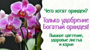 Почему не цветет орхидея? Ей нужно любимое удобрение Богатый Орхидея!