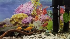 Рыбка "индийский нож" в моем аквариуме. Кормление астранотусов сырым сердцем.