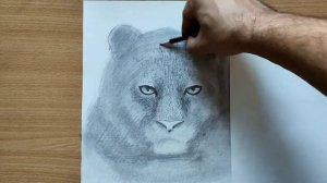 Как НАРИСОВАТЬ ТИГРА карандашом поэтапно. Урок по рисованию