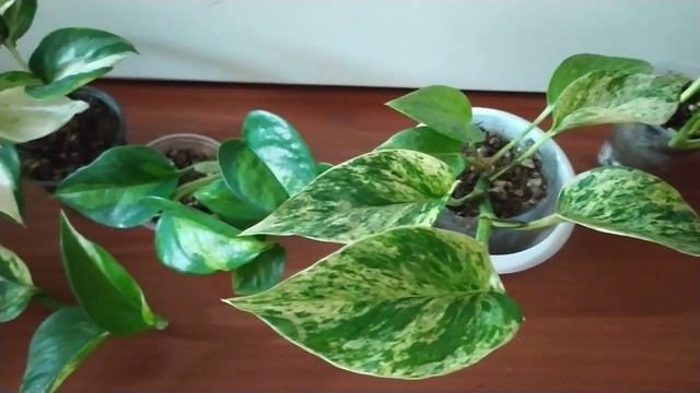 ПРАВИЛЬНЫЙ уход за СЦИНДАПСУСОМ. Всё заплетет ЛИСТЬЯМИ смотреть онлайн