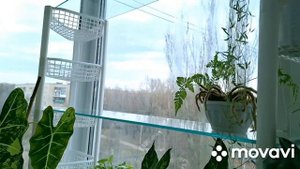 КОМНАТНЫЕ РАСТЕНИЯ(ЦВЕТЫ).ОБЗОР РАСТЕНИЙ НА БАЛКОНЕ.