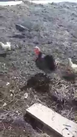 Батя разговаривает с индюками! 🤣
