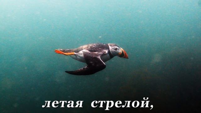 ПТИЦЫ смешные ТУПИКИ