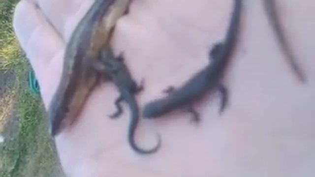 ящерица смотреть онлайн