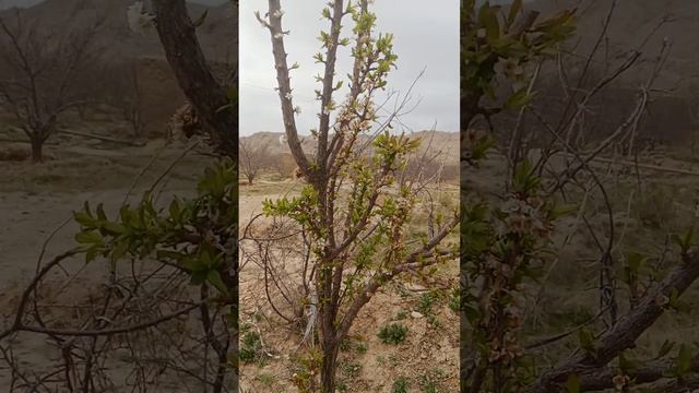 Pakistan kalat apple 🍎🍏 Garden 27-03-2024 смотреть онлайн