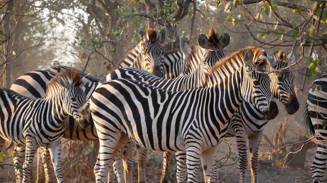 Common zebra (Equus quagga) - near Mopani in Kruger (South Africa) 14-6-2019 смотреть онлайн