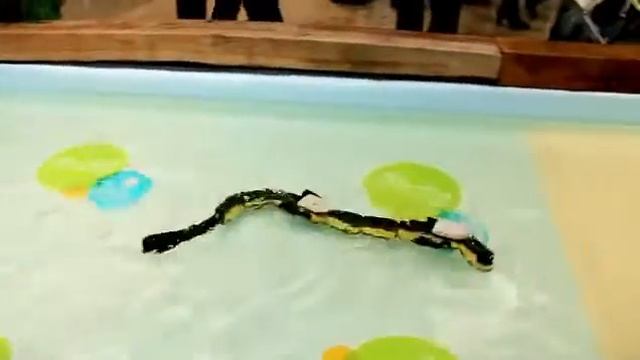 Robot safari  Slithering salamander crosses land and water at Science Museum   Mail Online