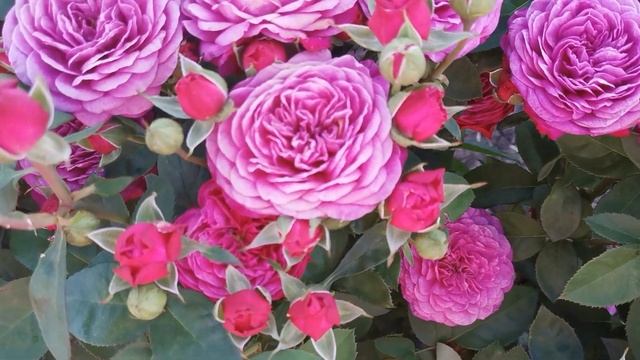 Роза Хайди Клум Heidi Klum смотреть онлайн