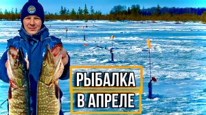 ОДНИ ЗАГАРЫ И СРАБОТКИ! И ОКУНИ КАК ИЗ ПУЛЕМЁТА! НО НЕ ВСЁ ТАК ПРОСТО!  ЗИМНЯЯ РЫБАЛКА В АПРЕЛЕ!