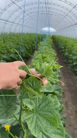 Обломка побегов, усов и ослепление первых пазух огурца🥒 #shorts #garden #советы