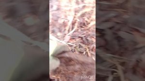 чем больше сходить снег тем крупнее металл