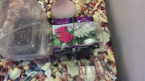 Пентас- комнатное растение