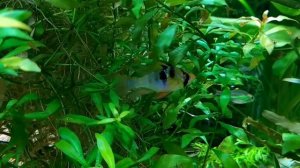 Аквариум-Травник с неприхотливыми растениями.