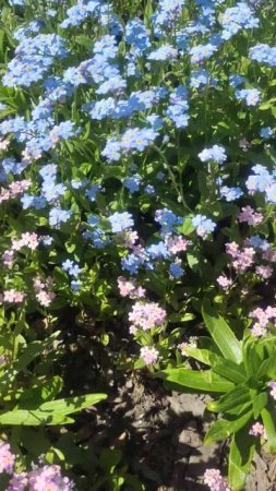 Цветёт незабудка розовая и голубая #цветы #garden #flowers #nature