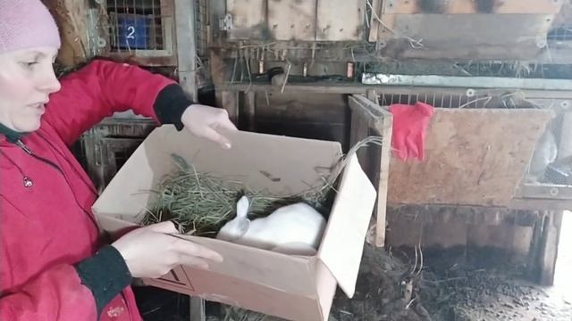 Лечение конъюнктивита у крольчат. Заболевание глаз.