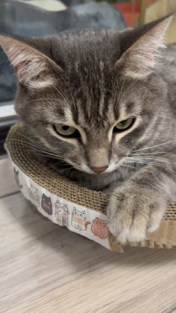 Милый котик 🐱
