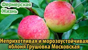 Неприхотливая и морозоустойчивая яблоня Грушовка Московская