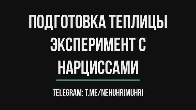 Подготовка теплицы эксперимент с нарциссами