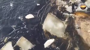 Весенняя река. Беломорск, 3 апреля 2025 г.