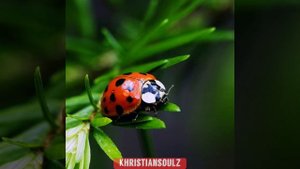 Удивительное творение Божье