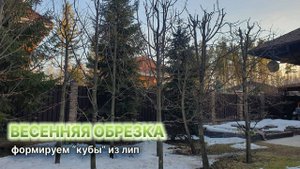 Весенняя обрезка - формирование кубов из лип