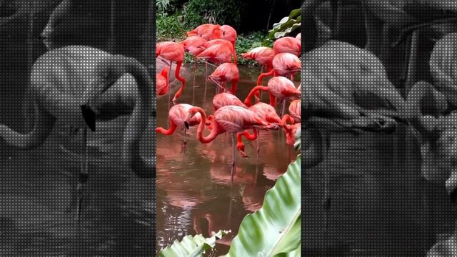 Красный фламинго .  Red flamingo