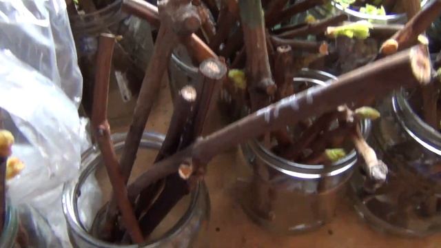 Что влияет на успех укоренения черенков винограда смотреть онлайн