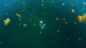 Celebrate World Ocean Day for Schools with Sara Campbell