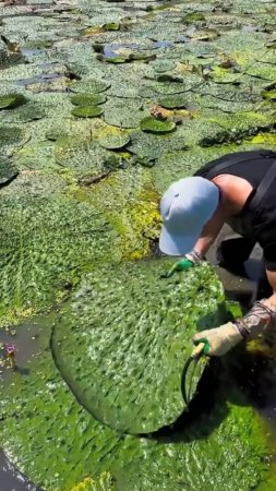 Сбор урожая очень интересных плодов🌿 #shorts #garden #советы