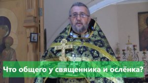 Что общего у священника и осленка? Священник Игорь Сильченков