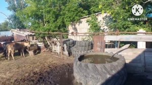 Жизнь в селе#Казахстан#Сергей на сенокосе,я на хозяйстве.