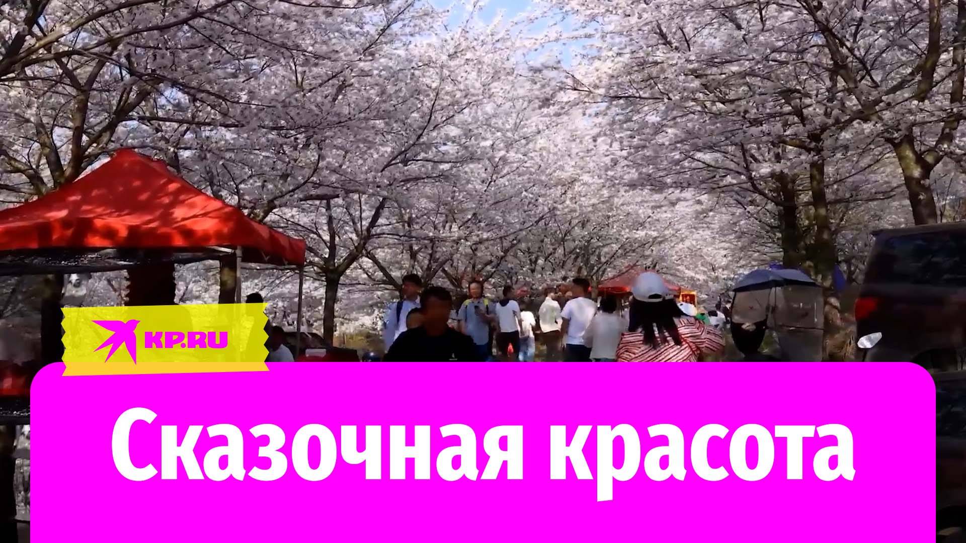 Сотни тысяч деревьев сакуры зацвели в китайской Гуйчжоу