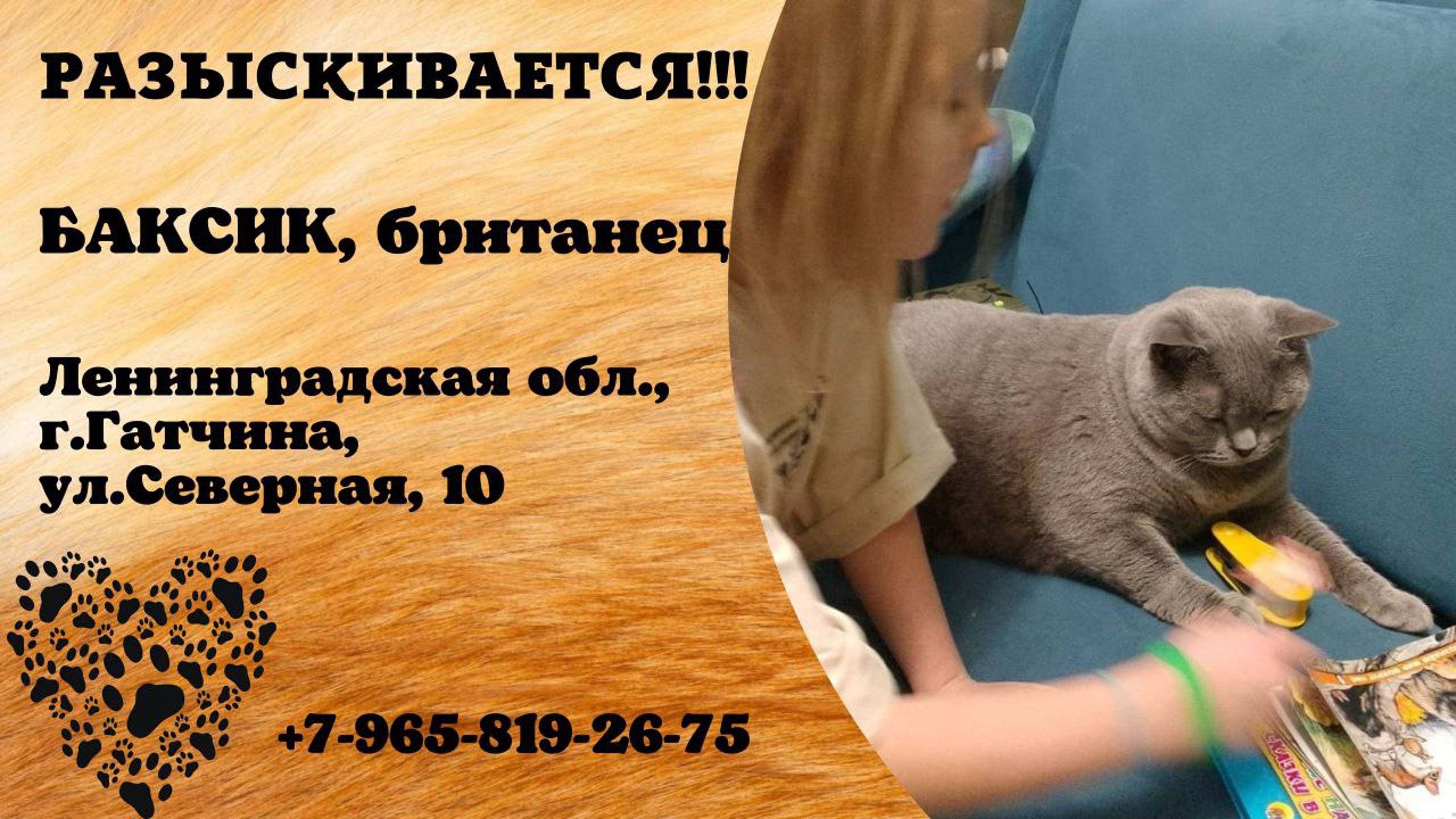 Пропал кот! БАКСИК. Британец. Ленинградская обл, г. Гатчина