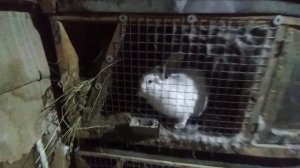 Отвечаю на вопросы про ложную беременность у кролихи!