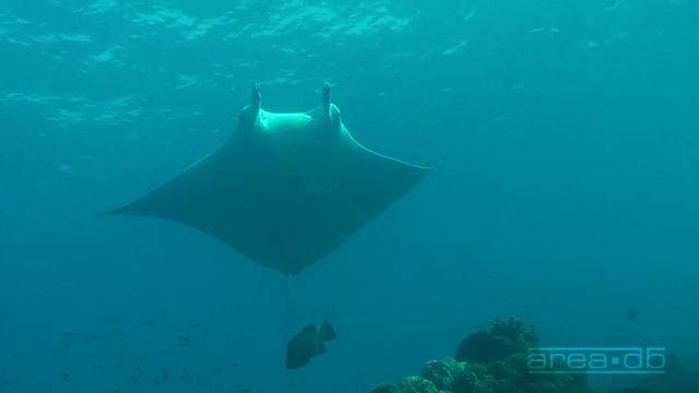 Elektrofish - Underwater Ocean Chillout - Aerospace