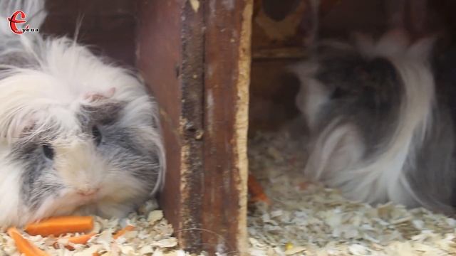 Виставка кролів та інших пухнастиків у м. Хмельницький | Rabitts - funny animal compilation смотреть онлайн
