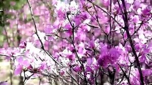 Багульник2 на стихи Л, Папушиной, муз, Н, ЖУКОВ,мсп. В, Яковлев,.видео Е. Дубкова, .mp4