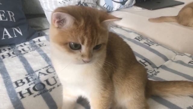 🧡🧡🧡ЗОЛОТЫЕ КОШКИ❤️ТАНЦУЮТ КАНКАН🙀🙀🙀GOLDEN KITTENS
