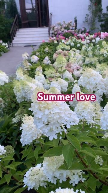 Великолепие белоснежных гортензий hortensias garden beautiful hydrangea paniculatasummerlove