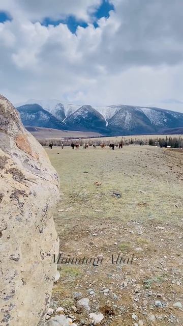 Горный Алтай | Курай | Курайская степь