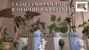 ФИЛОДЕНРОНЫ, ХОЙИ, СИНГОНИУМЫ и другие/ОБЗОР КОМНАТНЫХ РАСТЕНИЙ на 3 апреля 2025 года/СКАЗОЧНЫЙ ЛЕС