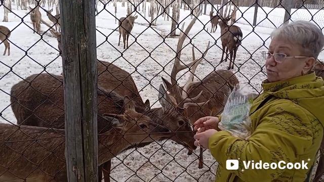 В гости к оленям. п. Висим -родина Уральского писателя Д. Н. Мамина-Сибиряка.