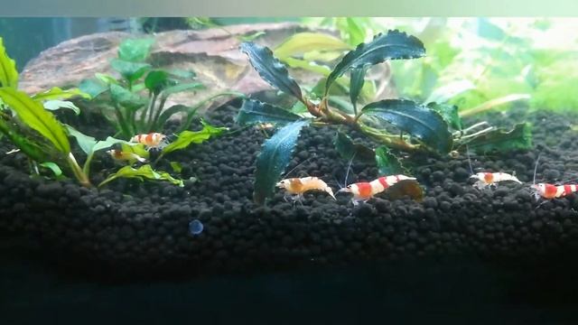 Креветки с нуля смотреть онлайн