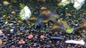 Коридорас брохис зеленый / Brochis Splendens / Emerald Catfish